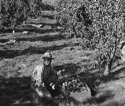 Tom Mathison in an Orchard