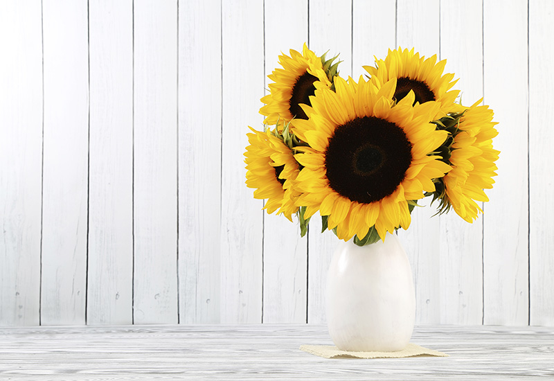 7 Tips for Long-Lasting Sunflowers