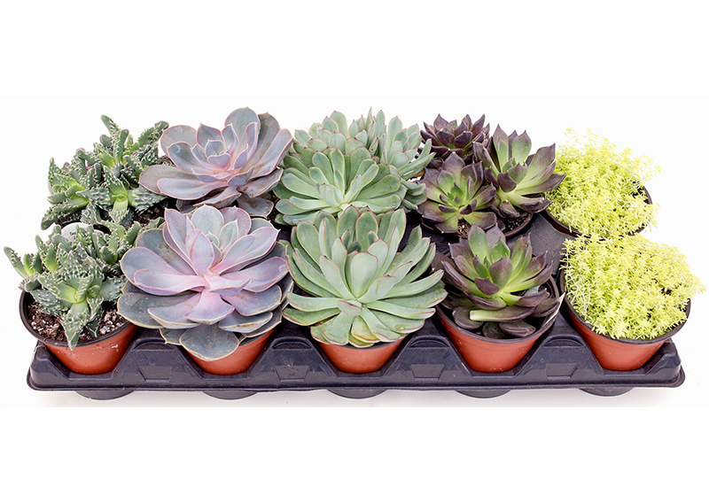 Basic Care for Succulents
