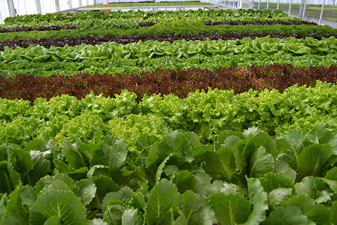 Lettuce Growing in Greenhouse
