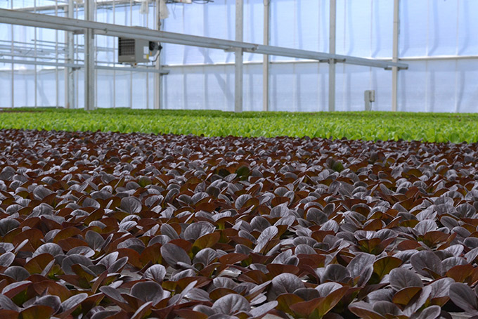 Lettuce Growing in a Greenhouse