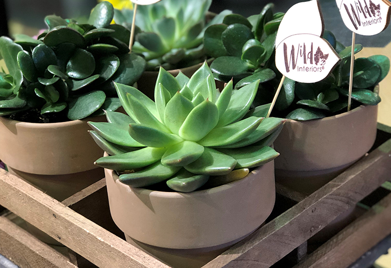 5 Ways Succulents and Foliage Brighten Your Home During Winter