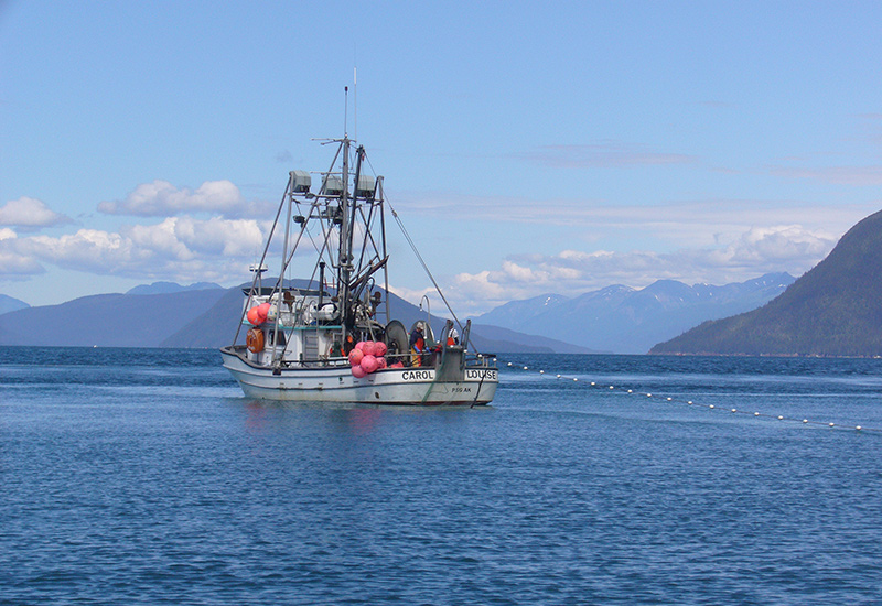 The 2019 Alaska Salmon Run