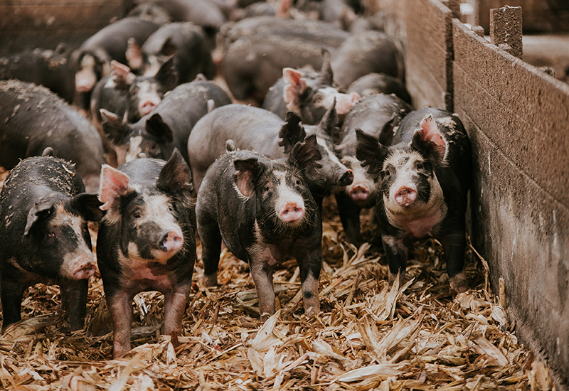 Ohio-Based Saddleberk Farms is Changing the Pork Industry