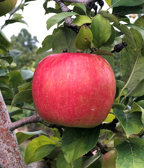 Local Apple on Tree