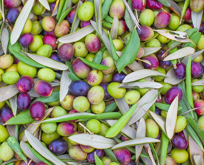 Pile of Freshly Picked Olives
