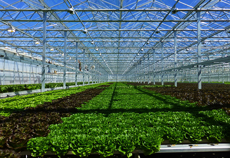 Get to Know Heinen’s Midwest Greenhouse Growers