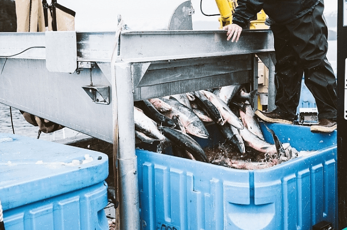 Fisherman putting salmon in ice bin