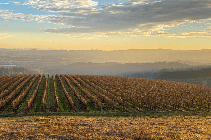 Image of wine vineyard in Oregon