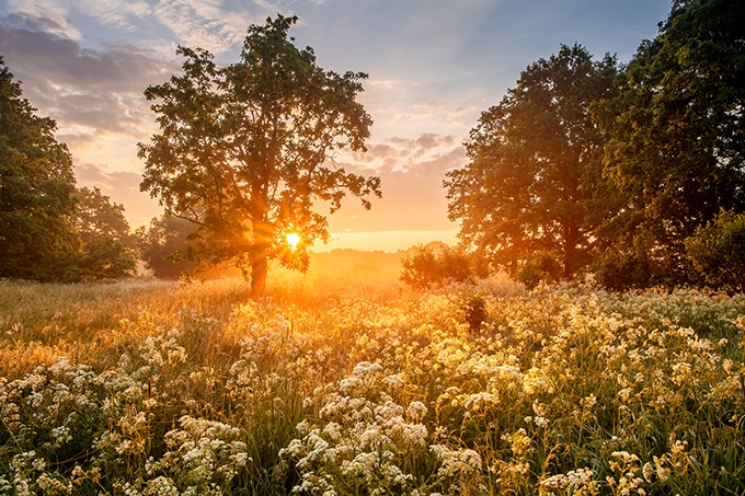 Peaceful sunrise over a flower field, with the sun peaking through the trees
