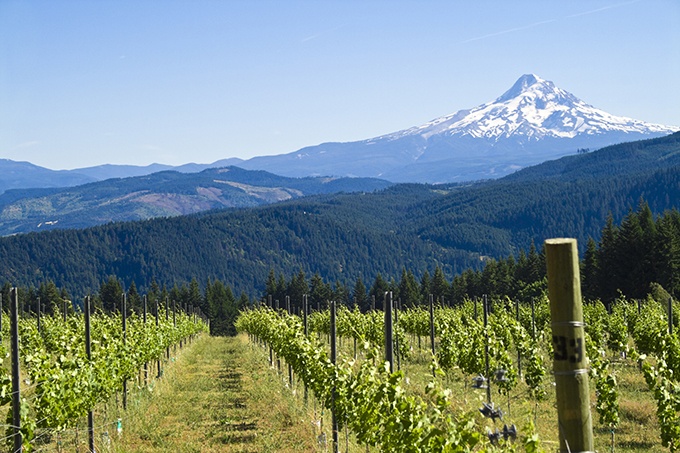 Image of wine vineyard in Washington with mountain in background