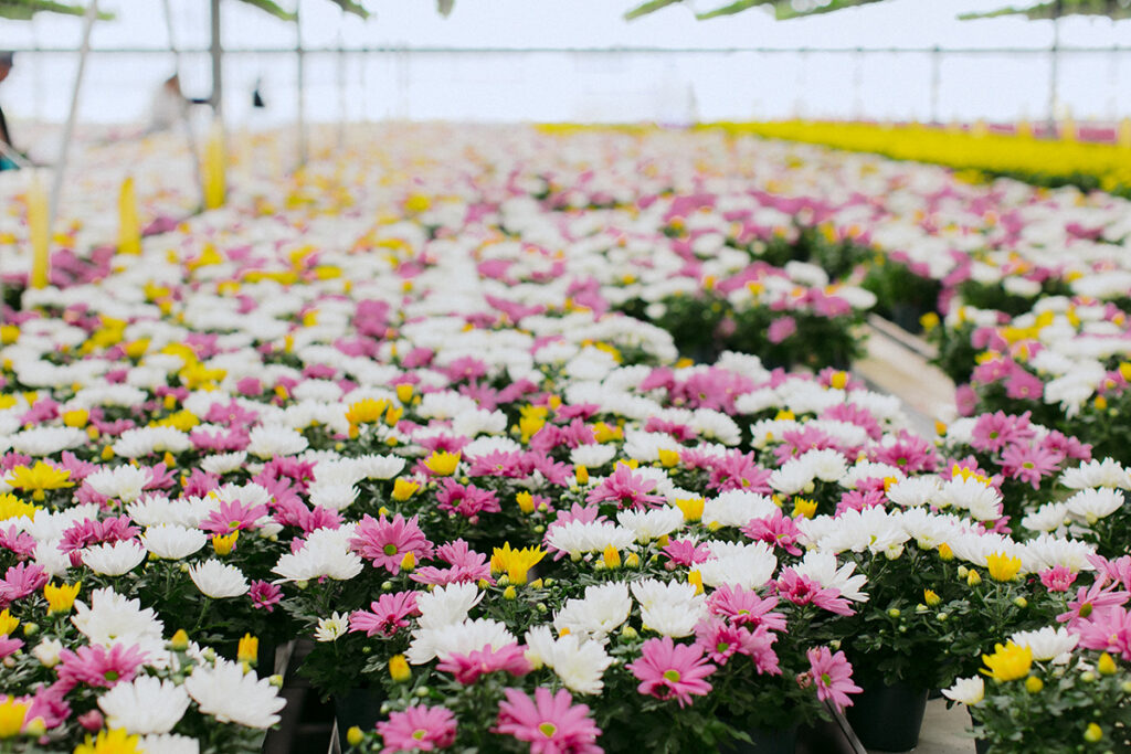 Pink, yellow, and white flowers in a grow