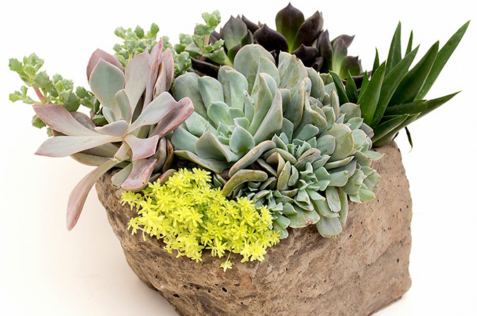 Basic Care for Succulents | Heinen's Grocery Store